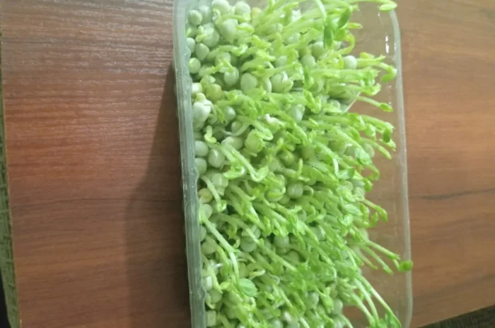 Продаж мікрозелені різних культур- фото № 4