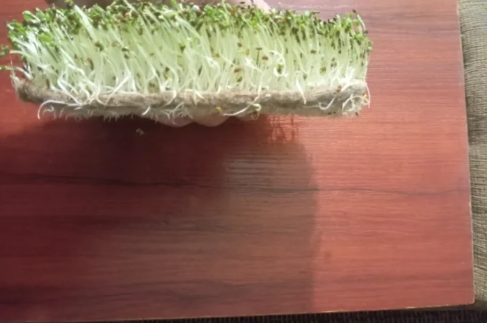 Продаж мікрозелені різних культур- фото № 5