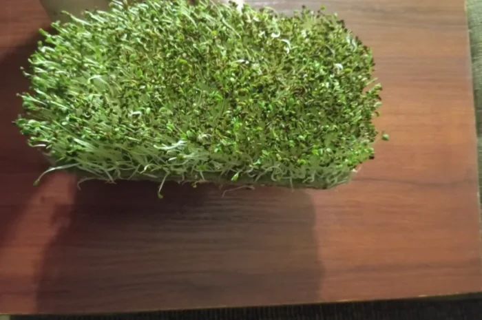 Продаж мікрозелені різних культур- фото № 6