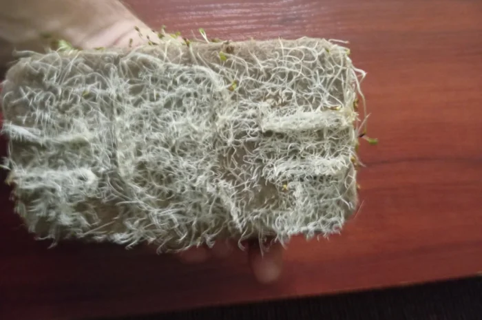 Продаж мікрозелені різних культур- фото № 9