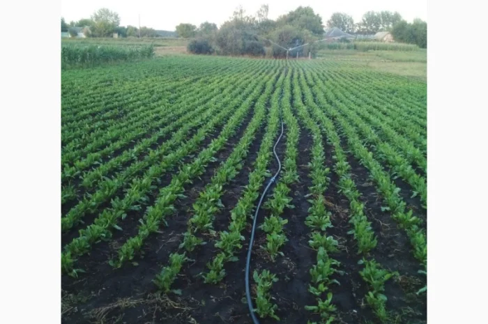 Продаж щавеля широколистого оптом- фото № 2