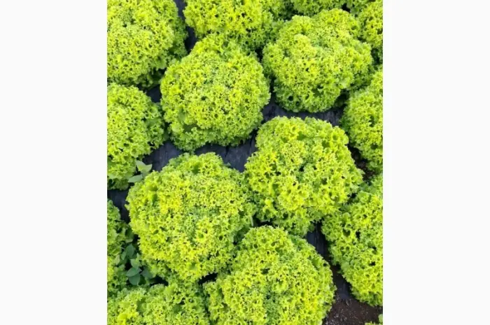 Продам салат Лолки- фото № 2