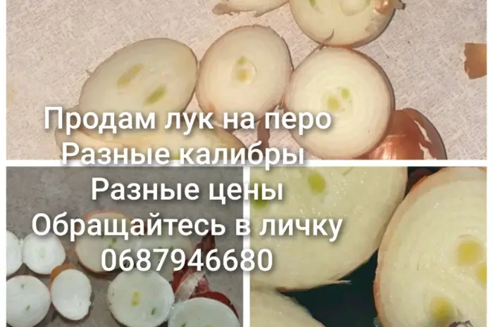 Продам лук на вигонку пера- фото № 1