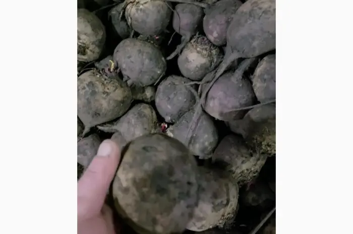 Продам буряк- фото № 3