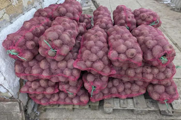 Продам столовую свеклу (6-8 см)- фото № 4