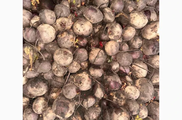 Продаю буряк сорту Камаро- фото № 1