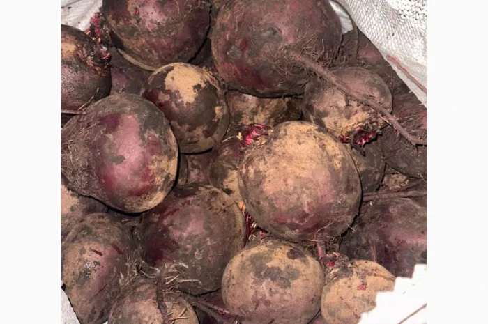 Продаю буряк сорту Камаро- фото № 5