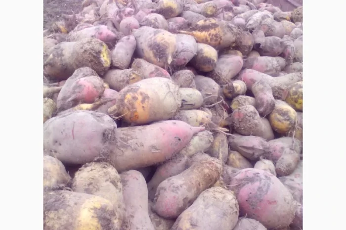 Кормовий буряк на продаж- фото № 1