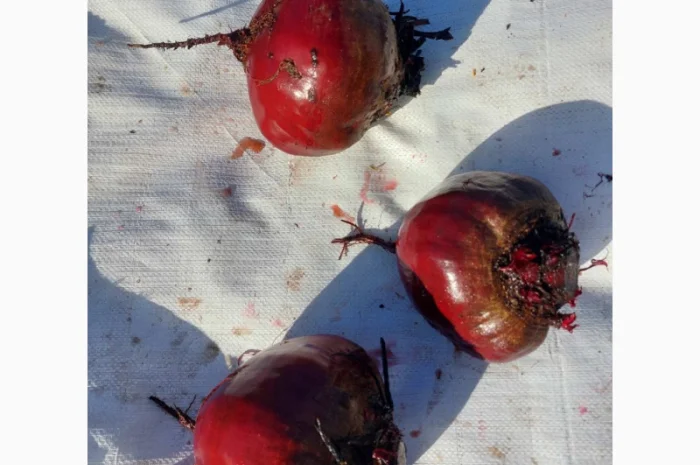 Продаю буряк та інші овочі- фото № 2