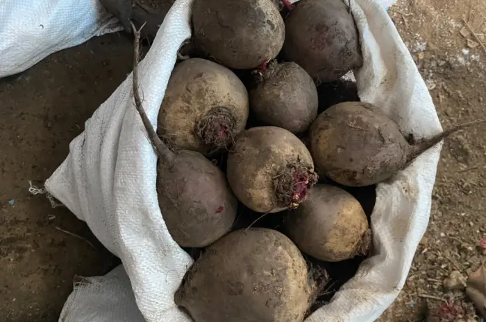 Продам буряк гарної якості. Круглий від 5-12 та є довгий(целиндер) від 4-10- фото № 1