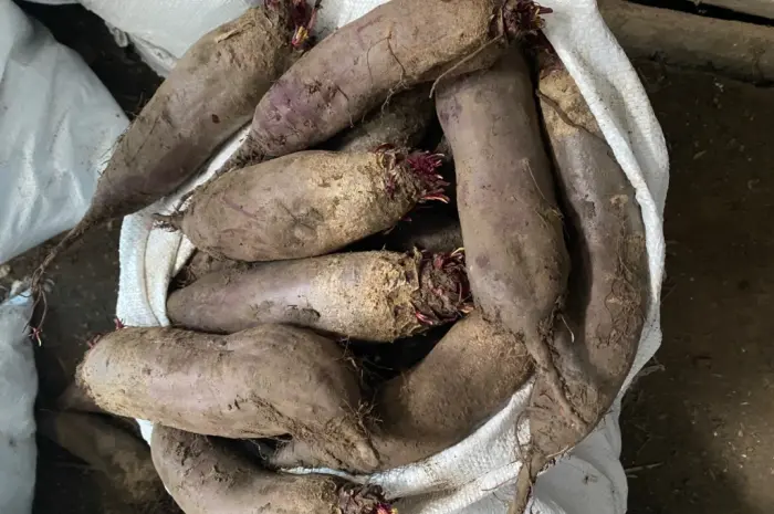 Продам буряк гарної якості. Круглий від 5-12 та є довгий(целиндер) від 4-10- фото № 2