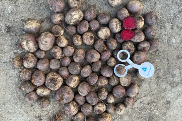 Продаж буряк сорту Камаро- фото № 2