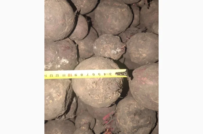 Продаж буряк 2 сорт- фото № 2