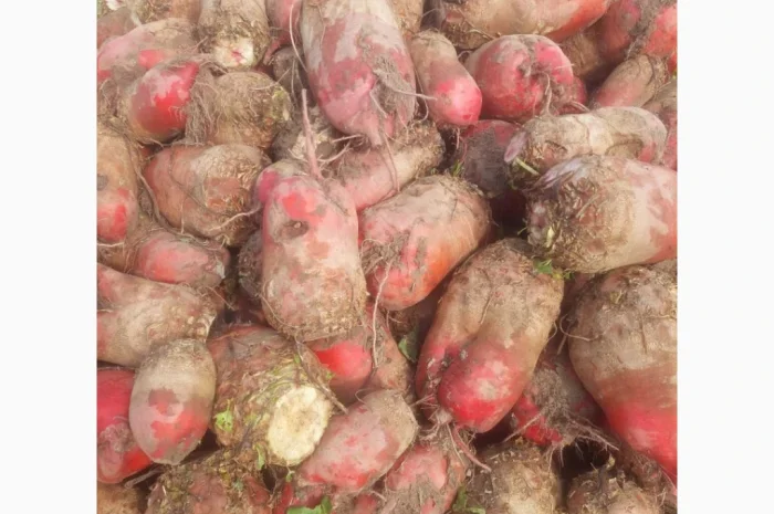 Кормовий буряк на продаж 60 тонн- фото № 1