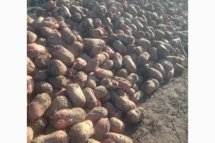 Кормовий буряк на продаж 60 тонн- фото № 2