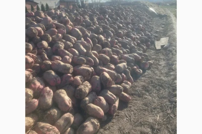 Кормовий буряк на продаж 60 тонн- фото № 3