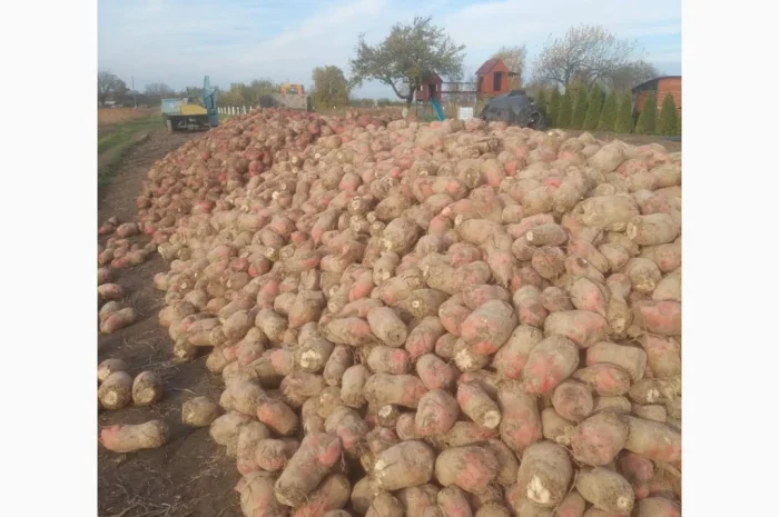 Кормовий буряк на продаж 60 тонн- фото № 4
