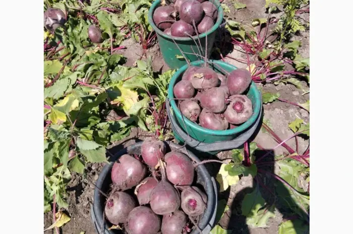 Продам буряк Водан- фото № 1