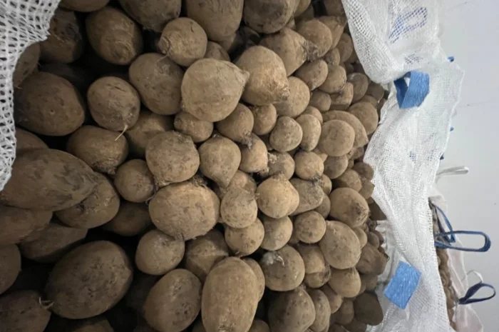 Продаю буряк у білих мішках- фото № 1