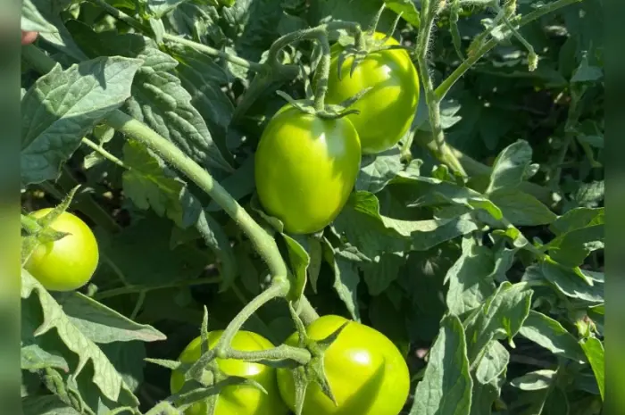 Продам зеленый помидор- фото № 1