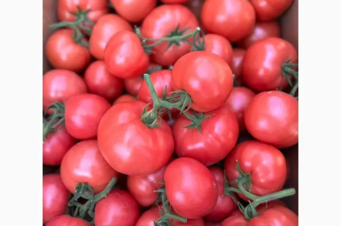 Продам ранній помідор Закарпаття різних сортів- фото № 1