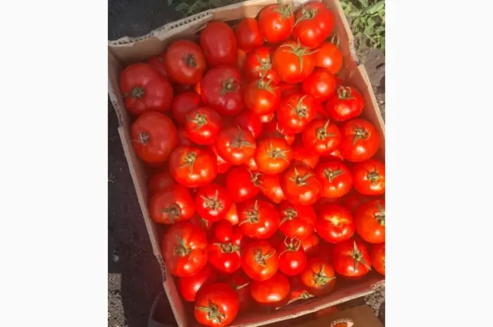 Продам помідор оптом- фото № 1