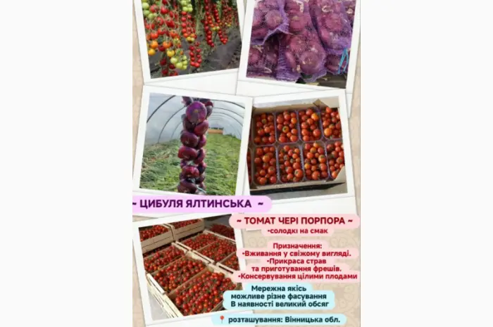 Томат помідор пор пора- фото № 4