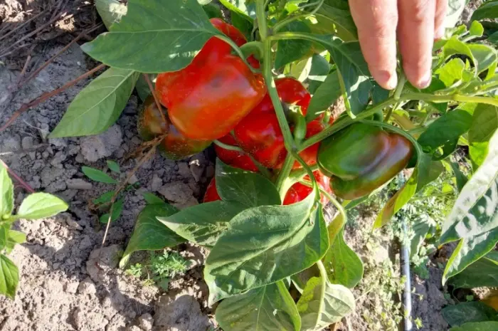 Продам перец кубовидный- фото № 2