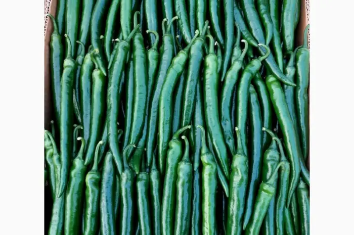 Продам острый перец- фото № 2