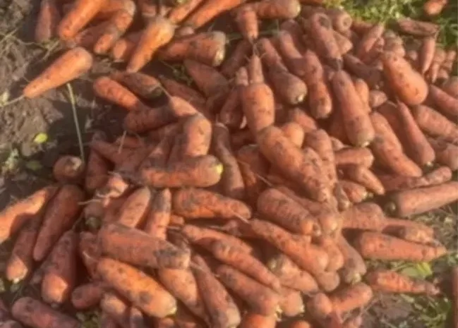 Продаж моркви 2-го сорту оптом- фото № 1