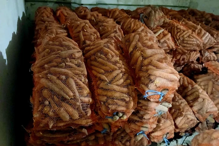 Куплю моркву сорту Кордоба оптом- фото № 1