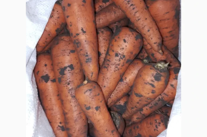 Продается морковь сорт Танжелина- фото № 1