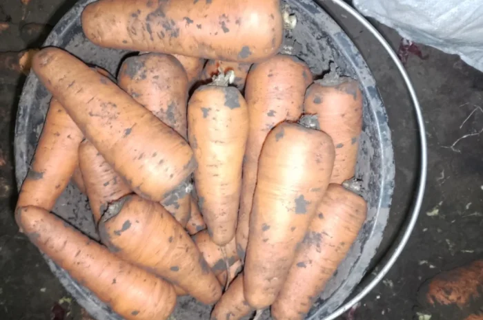 Продается морковь сорт Танжелина- фото № 3