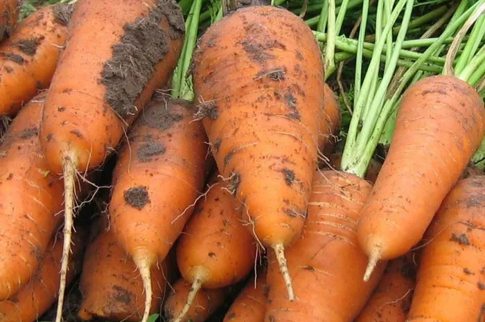 Продажа моркови оптом- фото № 1