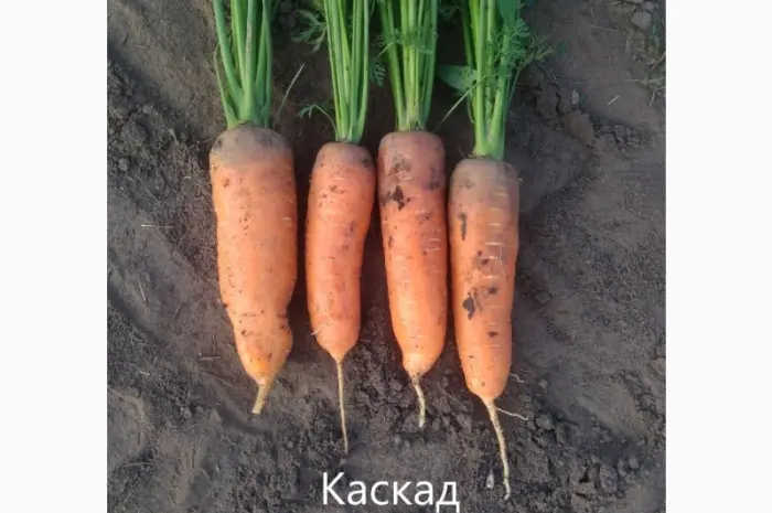 Продам морковь Каскад- фото № 4