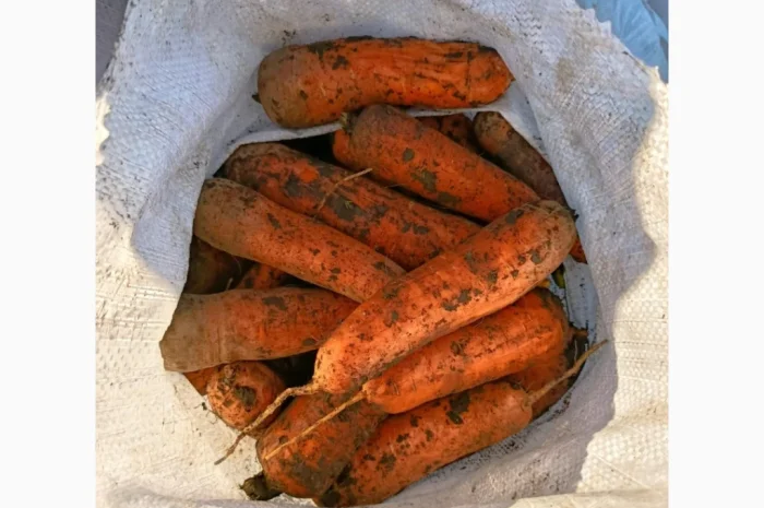 Продаю моркву Каскад- фото № 1