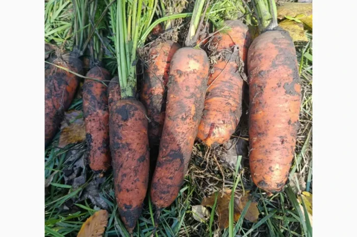 Продаю моркву Каскад- фото № 3