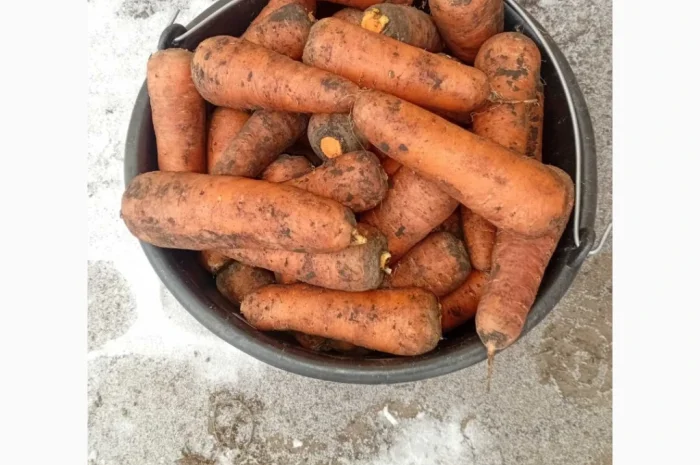 Продаж моркви сорту Каскад- фото № 1