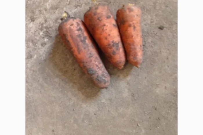 Продаж моркви сорту Каскад- фото № 2