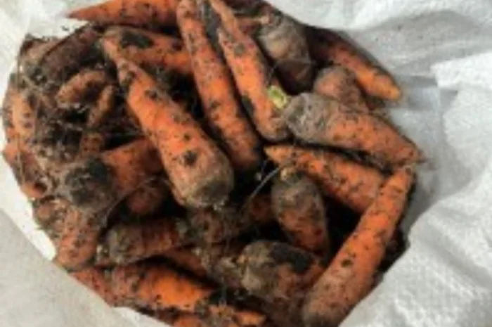 Продаю морковь сорта Канада оптом- фото № 1