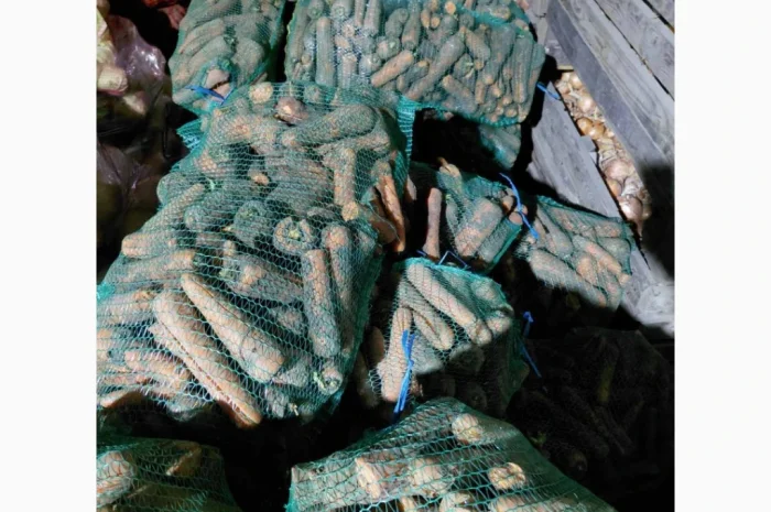 Продаж моркви 2 с, ломана- фото № 3