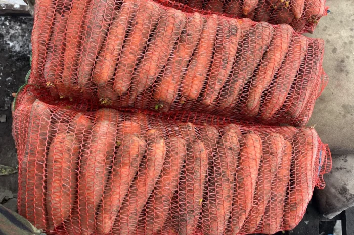 Продається якісна морква- фото № 2