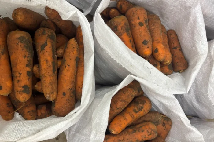 Продаж моркви сорту Кордоба та Каскад- фото № 1