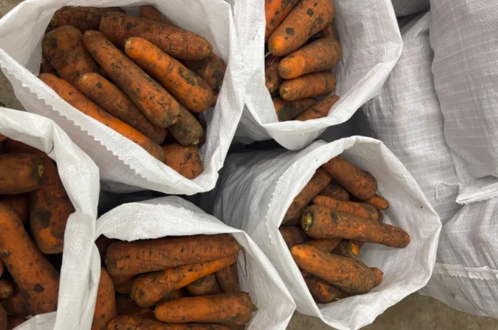 Продаж моркви сорту Кордоба та Каскад- фото № 2