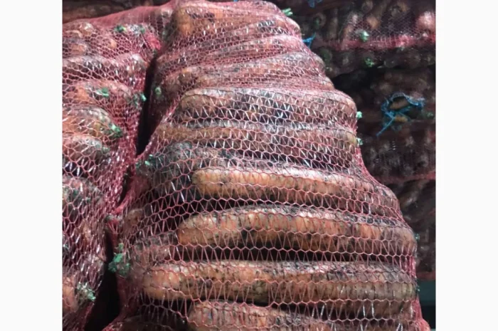 Гарна морква від 24 тон від фермера- фото № 3