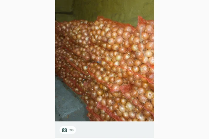 Продаю моркву, буряк та цибулю- фото № 4