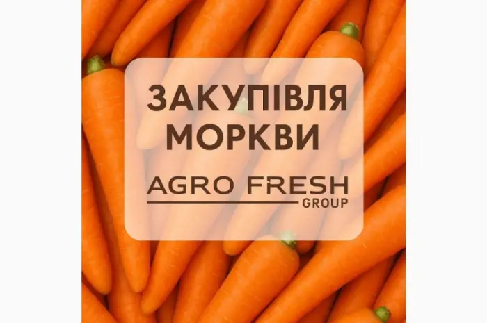 Закуповуємо моркву! ТОВ "Агрофреш груп"- фото № 1