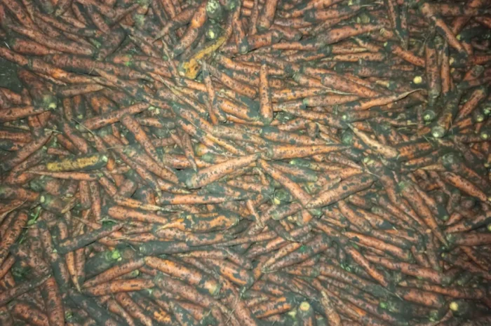 Продажа моркови оптом- фото № 1
