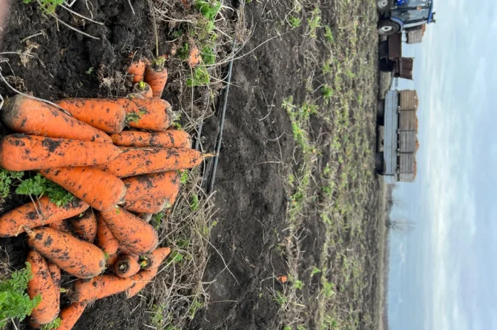 Продаж моркви некондиції- фото № 3