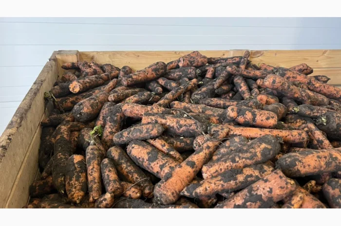 Морковь 2 сорт для переработки- фото № 5